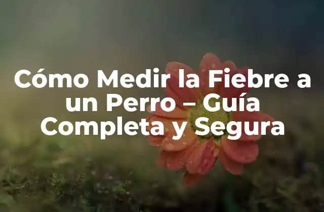 Cómo Medir la Fiebre a un Perro – Guía Completa y Segura