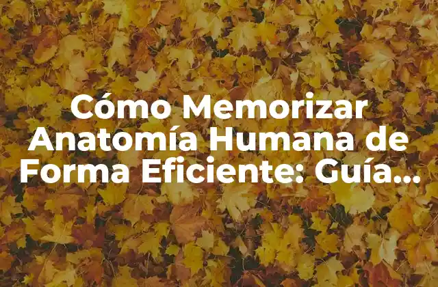 Cómo Memorizar Anatomía Humana de Forma Eficiente: Guía Completa 2 ¿Por qué es Importante Memorizar Anatomía?