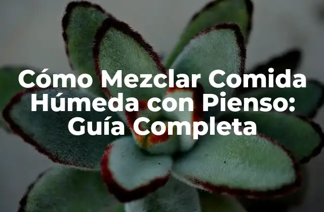 Cómo Mezclar Comida Húmeda con Pienso: Guía Completa