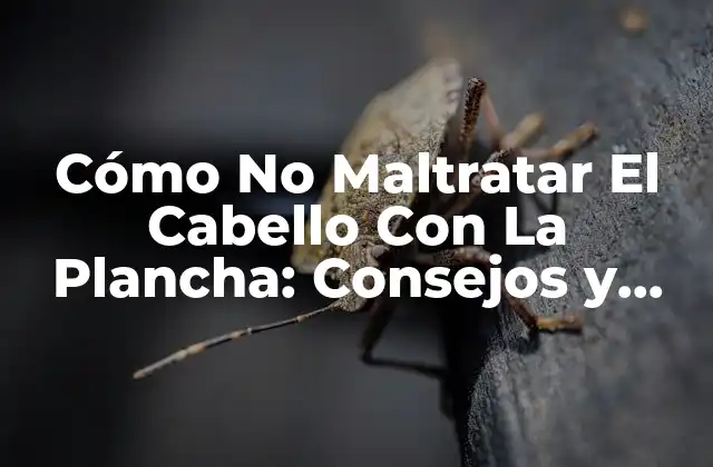 Cómo No Maltratar el Cabello con la Plancha: Consejos y Trucos para un Pelo Saludable