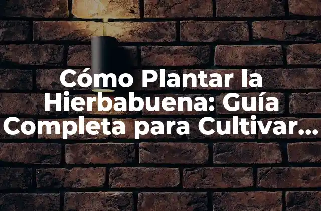 Cómo Plantar la Hierbabuena: Guía Completa para Cultivar Esta Hierba Aromática