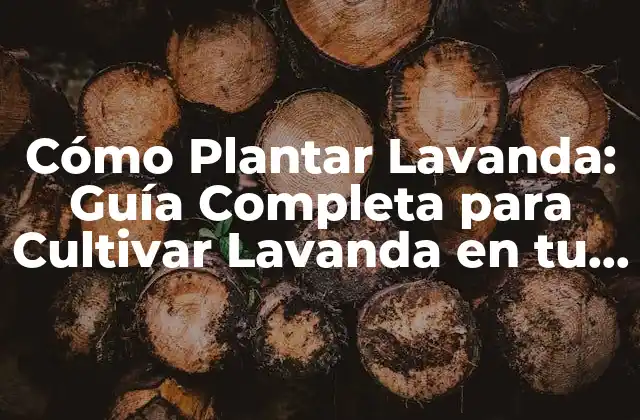 Cómo Plantar Lavanda: Guía Completa para Cultivar Lavanda en Tu Jardín