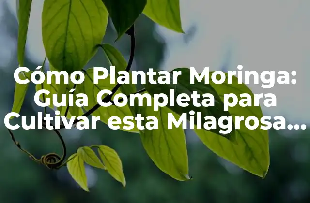 ¿Qué es la Moringa y Cuáles son sus Beneficios para la Salud?