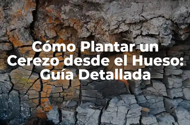 Cómo Plantar un Cerezo desde el Hueso: Guía Detallada
