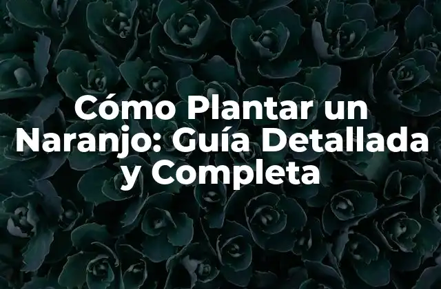 ¿Cuál es la Mejor Variedad de Naranjo para Plantar en Mi Jardín?