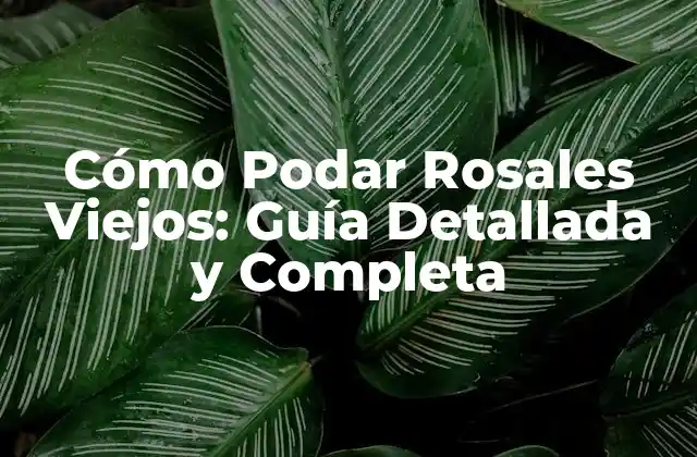 Cómo Podar Rosales Viejos: Guía Detallada y Completa