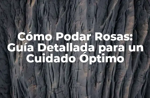 ¿Por qué es Importante Podar Rosas?