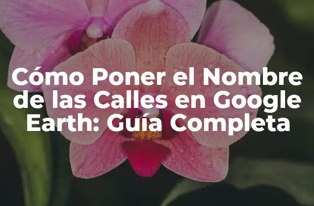Cómo Poner el Nombre de las Calles en Google Earth: Guía Completa
