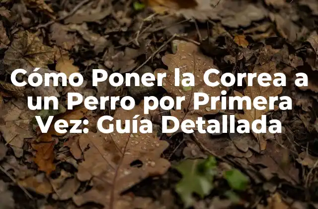 Cómo Poner la Correa a un Perro por Primera Vez: Guía Detallada