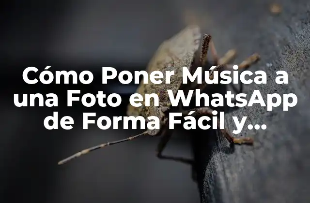 Cómo Poner Música a una Foto en Whatsapp de Forma Fácil y Rápida