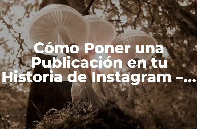 Cómo Poner una Publicación en Tu Historia de Instagram – Guía Completa