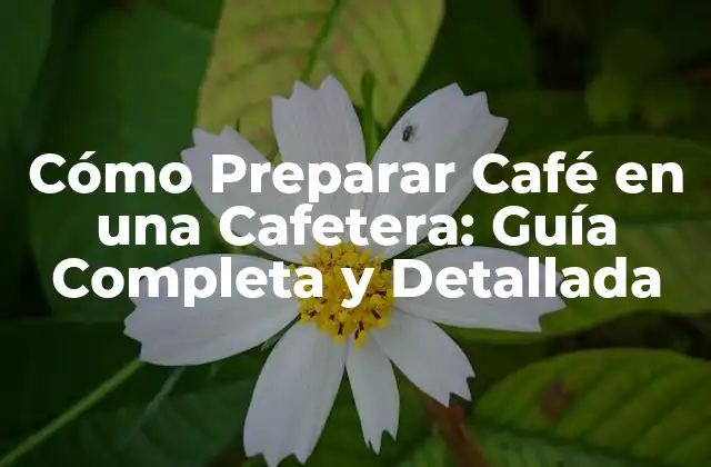 Cómo Preparar Café en una Cafetera: Guía Completa y Detallada 2 Selección de los Granos de Café