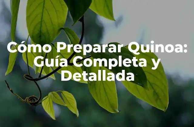 Cómo Preparar Quinoa: Guía Completa y Detallada