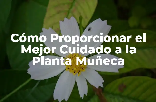 Cómo Proporcionar el Mejor Cuidado a la Planta Muñeca