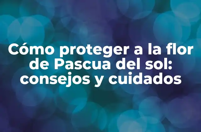 Cómo Proteger a la Flor de Pascua Del Sol: Consejos y Cuidados