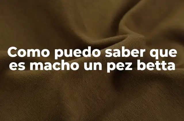 Como Puedo Saber que es Macho un Pez Betta