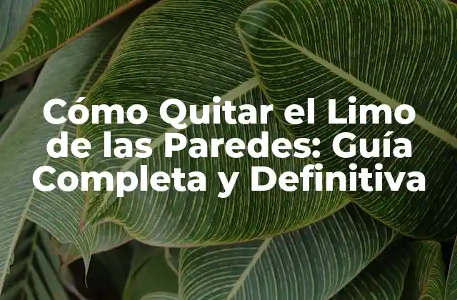 Cómo Quitar el Limo de las Paredes: Guía Completa y Definitiva