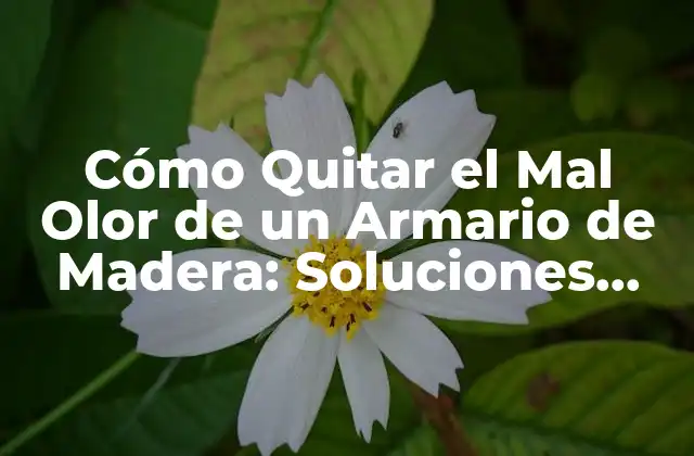 Cómo Quitar el Mal Olor de un Armario de Madera: Soluciones Efectivas