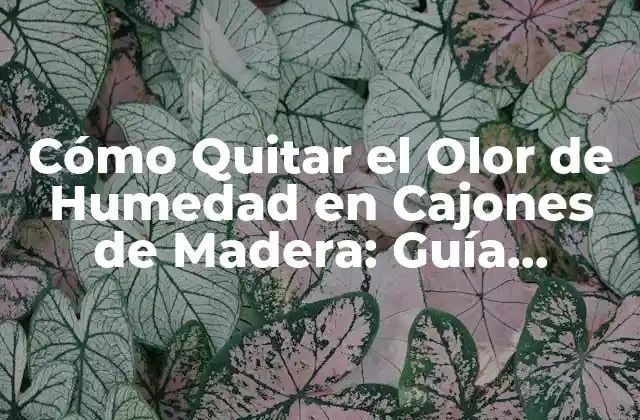 Cómo Quitar el Olor de Humedad en Cajones de Madera: Guía Completa