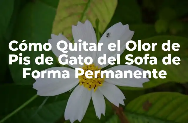 Cómo Quitar el Olor de Pis de Gato Del Sofa de Forma Permanente