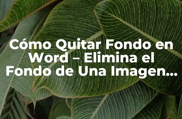 Cómo Quitar Fondo en Word – Elimina el Fondo de una Imagen en Microsoft Word