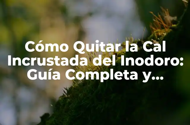 Cómo Quitar la Cal Incrustada Del Inodoro: Guía Completa y Efectiva