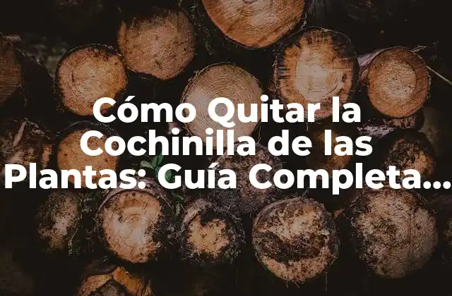 Cómo Quitar la Cochinilla de las Plantas: Guía Completa para Erradicar Este Problema Común