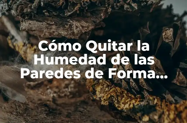 Cómo Quitar la Humedad de las Paredes de Forma Efectiva