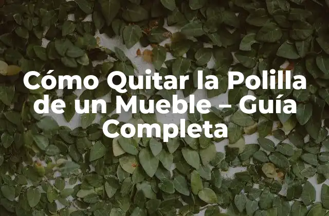 Cómo Quitar la Polilla de un Mueble – Guía Completa