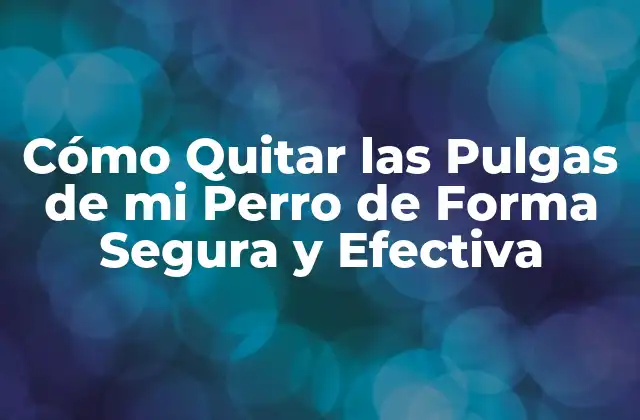 Cómo Quitar las Pulgas de Mi Perro de Forma Segura y Efectiva 2 ¿Cuáles son los Síntomas de una Infestación de Pulgas en Perros?