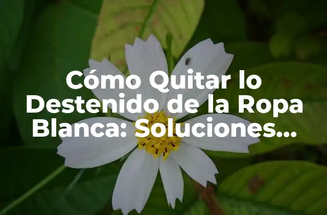 Cómo Quitar Lo Destenido de la Ropa Blanca: Soluciones Fáciles y Efectivas