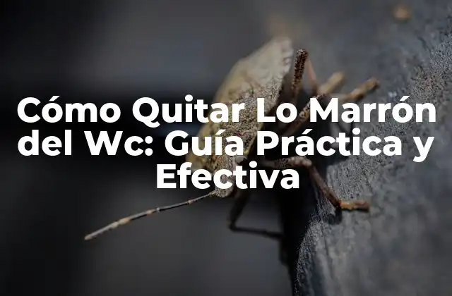 Cómo Quitar Lo Marrón Del Wc: Guía Práctica y Efectiva