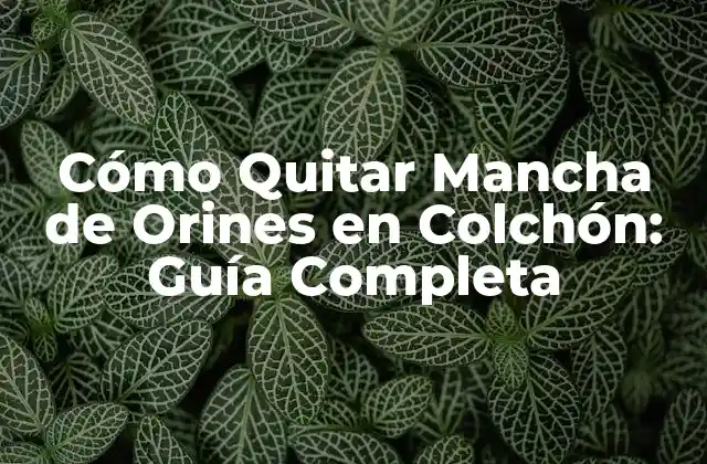 Cómo Quitar Mancha de Orines en Colchón: Guía Completa 2 Causas de las Manchas de Orina en Colchones