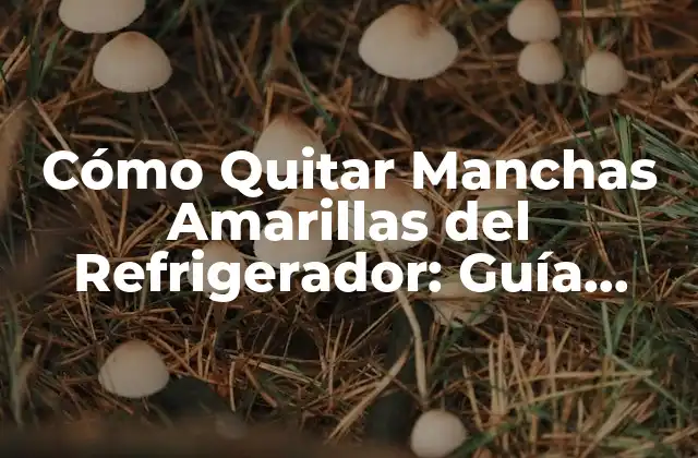 Cómo Quitar Manchas Amarillas Del Refrigerador: Guía Completa