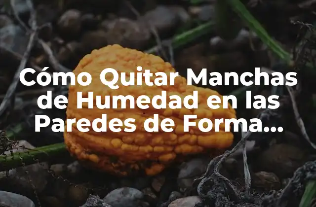 Cómo Quitar Manchas de Humedad en las Paredes de Forma Efectiva