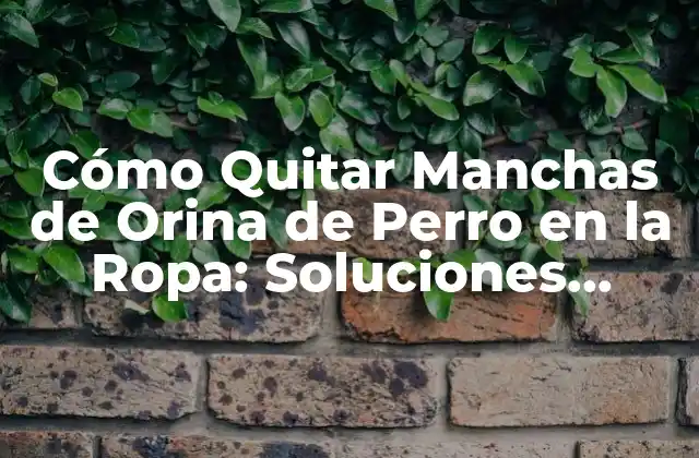 Cómo Quitar Manchas de Orina de Perro en la Ropa: Soluciones Fáciles y Efectivas 2 ¿Por qué las Manchas de Orina de Perro son Difíciles de Quitar?