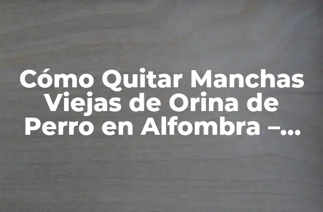 Cómo Quitar Manchas Viejas de Orina de Perro en Alfombra – Guía Completa