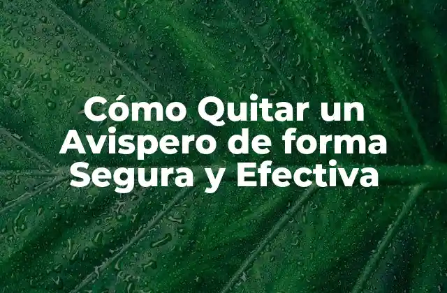 Cómo Quitar un Avispero de Forma Segura y Efectiva