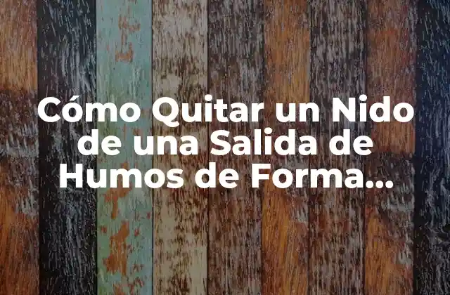 Cómo Quitar un Nido de una Salida de Humos de Forma Segura y Eficaz