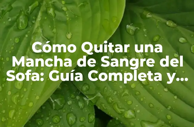Cómo Quitar una Mancha de Sangre Del Sofa: Guía Completa y Efectiva