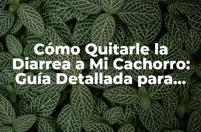 Cómo Quitarle la Diarrea a Mi Cachorro: Guía Detallada para Padres de Perros