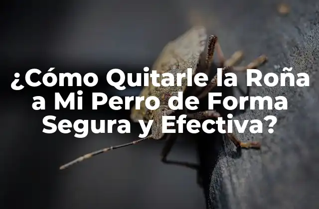 ¿cómo Quitarle la Roña a Mi Perro de Forma Segura y Efectiva? 2 Causas de la Roña en Perros