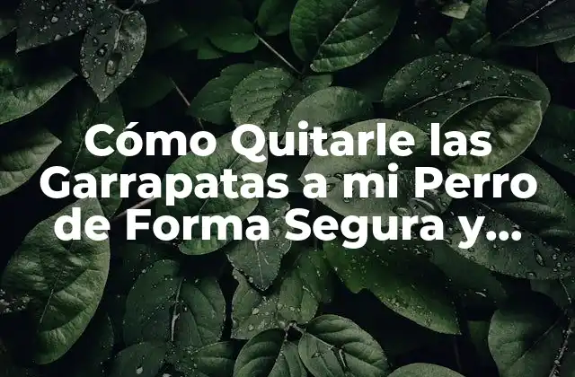 ¿Por qué Debes Quitarle las Garrapatas a tu Perro?