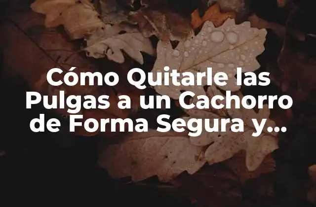 Cómo Quitarle las Pulgas a un Cachorro de Forma Segura y Efectiva