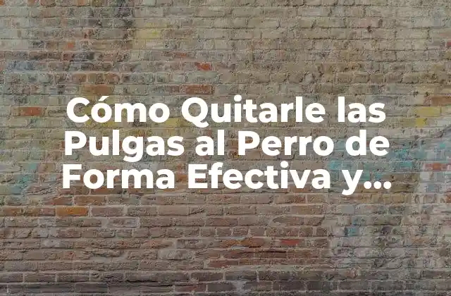 Cómo Quitarle las Pulgas Al Perro de Forma Efectiva y Segura