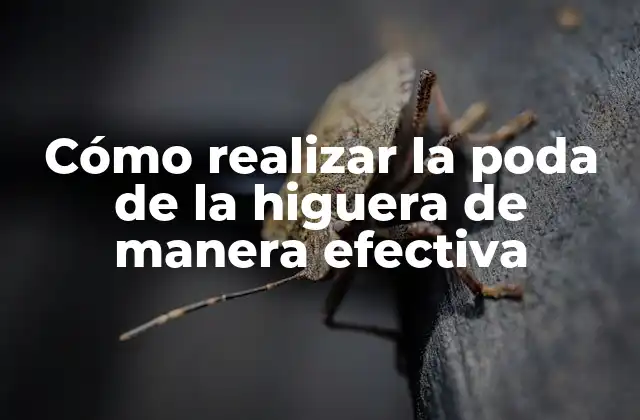 Cómo Realizar la Poda de la Higuera de Manera Efectiva 2 ¿Cuándo se debe podar la higuera?