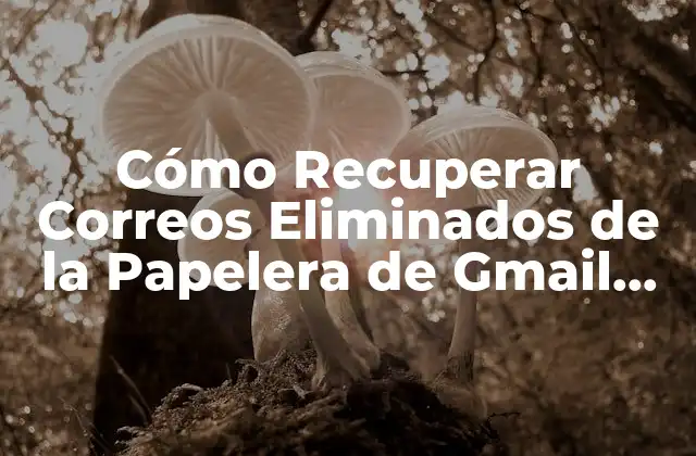 Cómo Recuperar Correos Eliminados de la Papelera de Gmail, Outlook y Yahoo