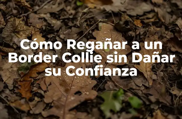 Cómo Regañar a un Border Collie sin Dañar Su Confianza