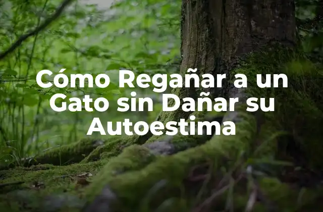 ¿Por qué es Importante Regañar a un Gato?