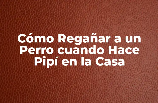 ¿Por qué es Importante Regañar a un Perro cuando Hace Pipí en la Casa?